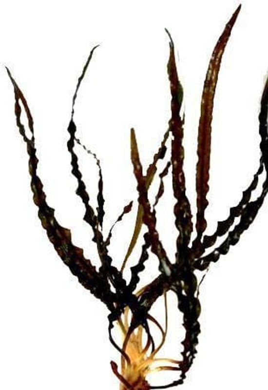 Cryptocoryne Spiralis Red Invitro