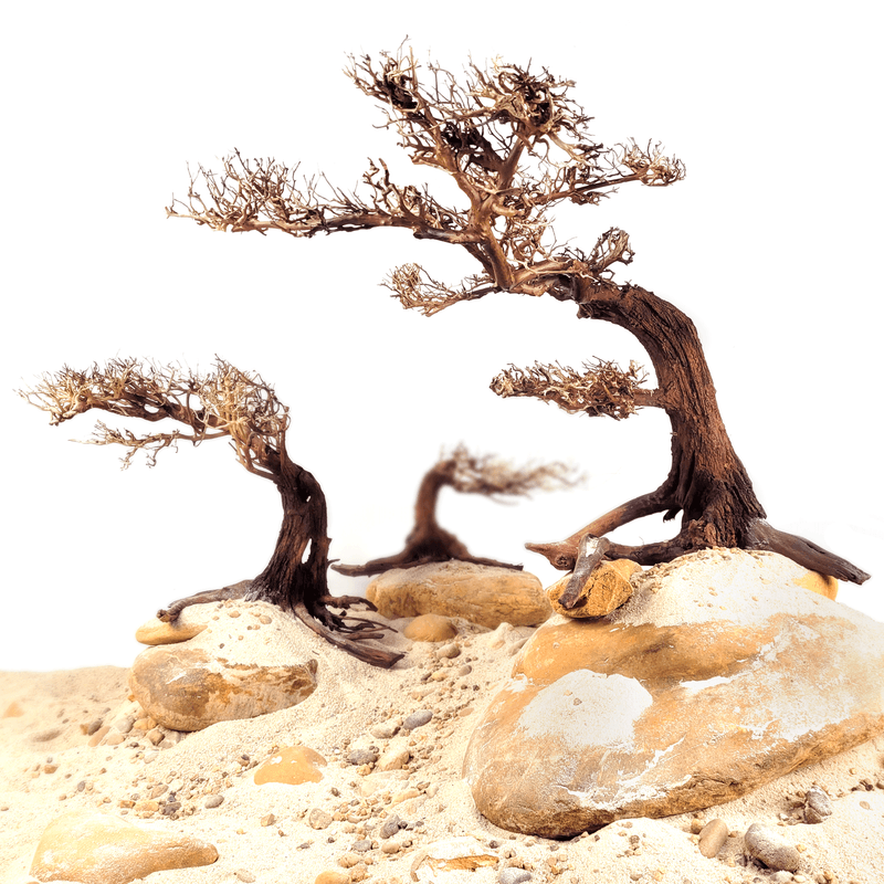 Wio Bonsai Arboretum Medium L: 30 - 50cm.  H: 25 - 35cm