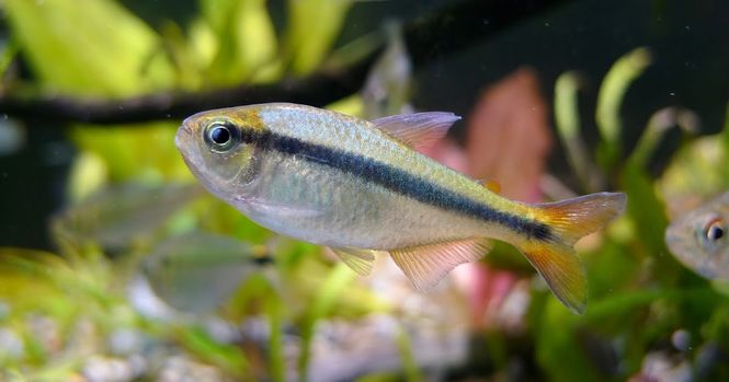 Hovedbilde Hyphessobrycon cyanotaenia Lapis Tetra 