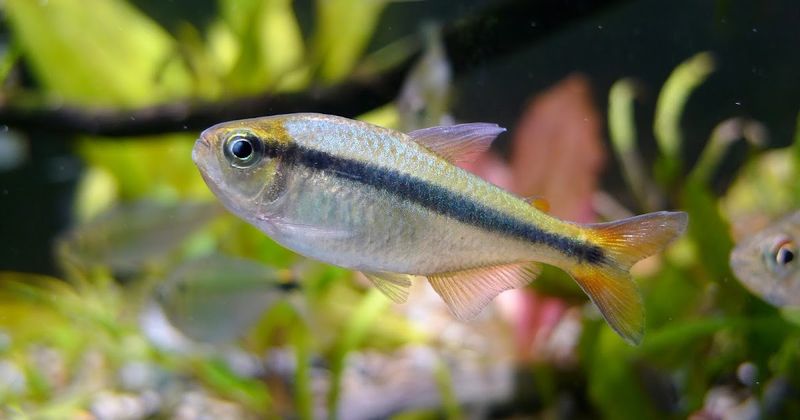 Hyphessobrycon cyanotaenia Lapis Tetra 