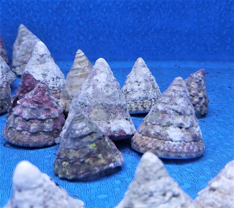Tectus fenestratus xxl (show size)