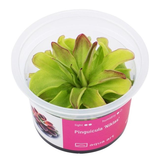 Hovedbilde Aqua-Art Invitro Pinguicula 'Niklas'