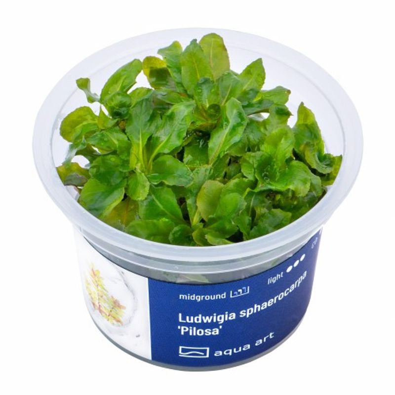 Aqua-Art Invitro Ludwigia sphaerocarpa 'Pilosa'