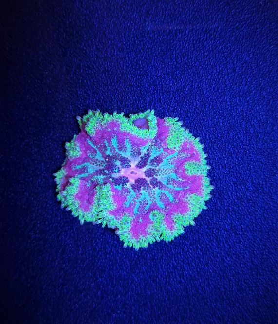 Hovedbilde Stichodactyla tapetum (colored)