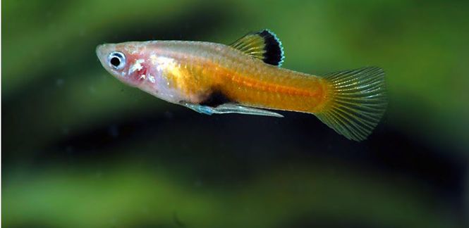 Hovedbilde Phallichthys Tico Par