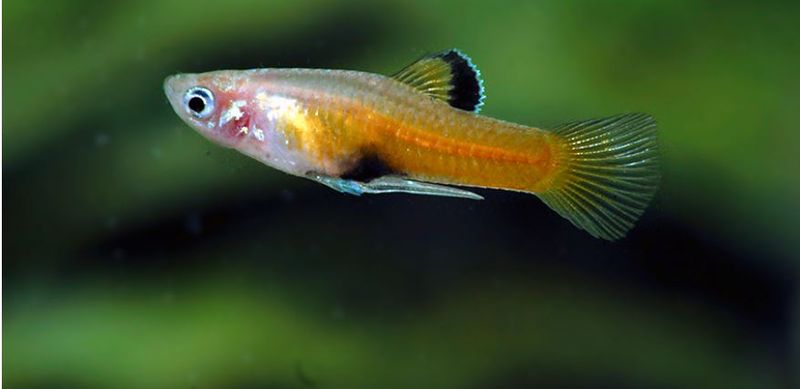 Phallichthys Tico Par