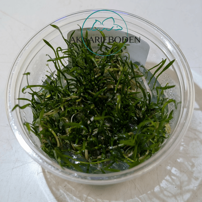 Hovedbilde Lilaeopsis brasiliensis invitro