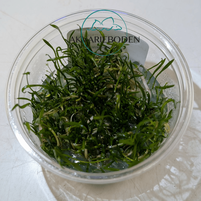 Lilaeopsis brasiliensis invitro