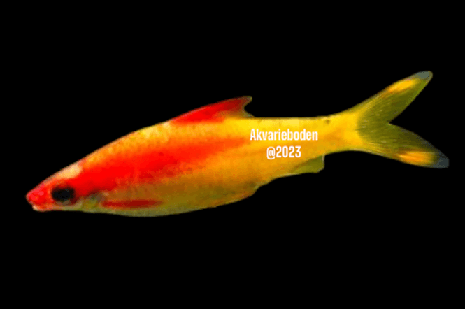 Hovedbilde Torpedo Barbe Gold 