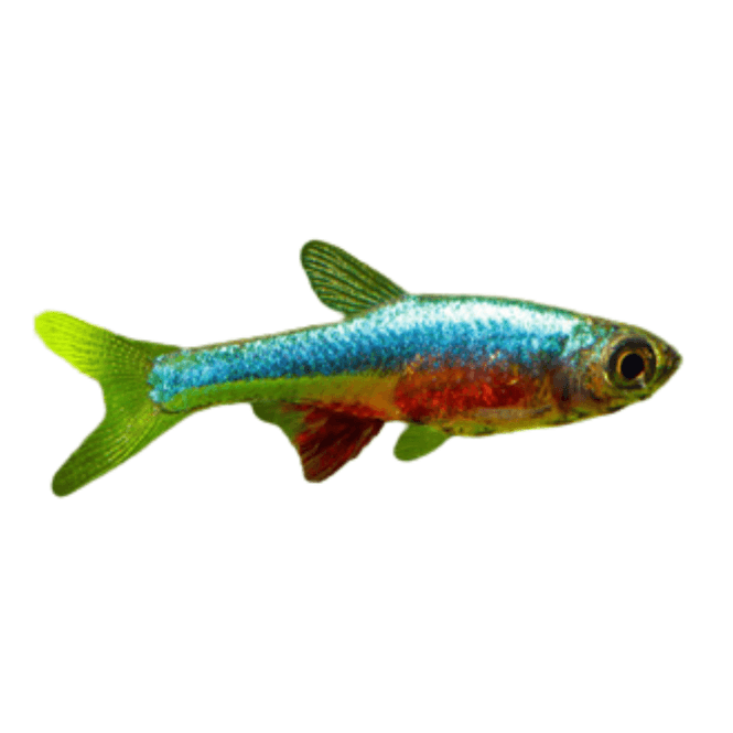 Hovedbilde Sundadanio Axelrodi 