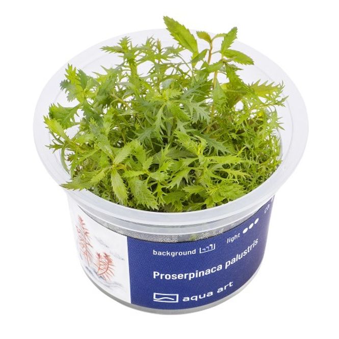 Hovedbilde Aqua-Art Invitro Proserpinaca palustris