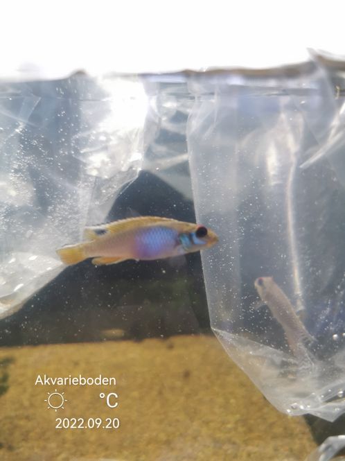 Hovedbilde Nanochromis Teugelsi 6-8cm