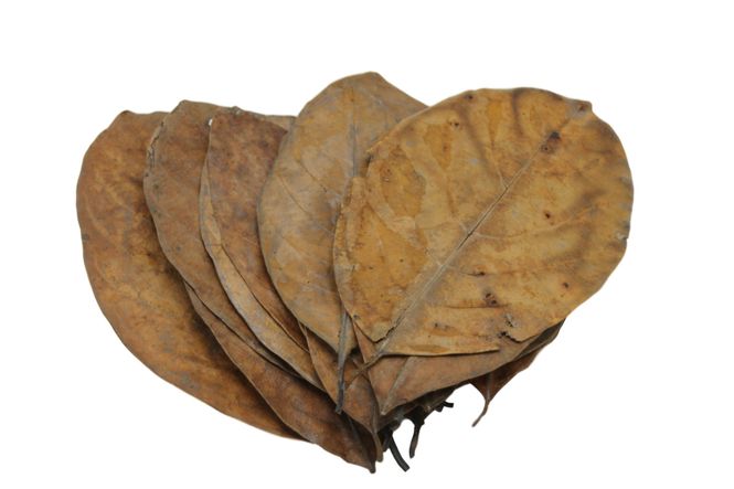 Hovedbilde Jack fruit leaves 10pk