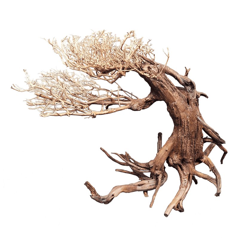 Wio Bonsai Arboretum S  L:20-30/H:15-20cm