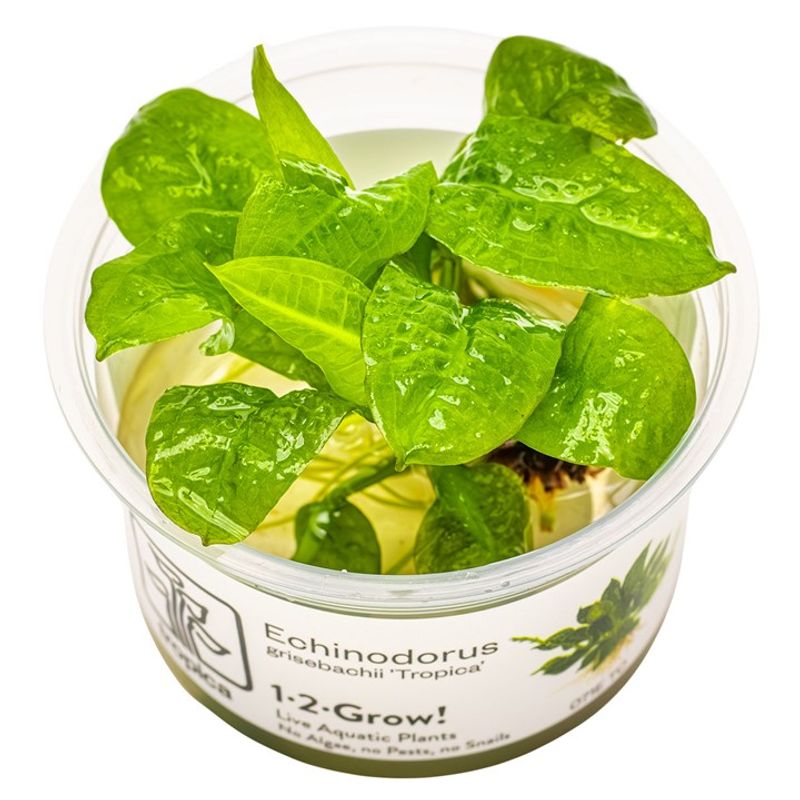 Echinodorus grisebachii 'Tropica' 1-2 Grow Invitro