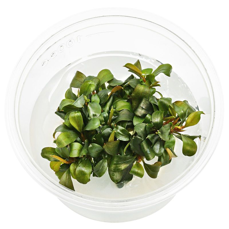 Bucephalandra sp. Batang Kawa Invitro