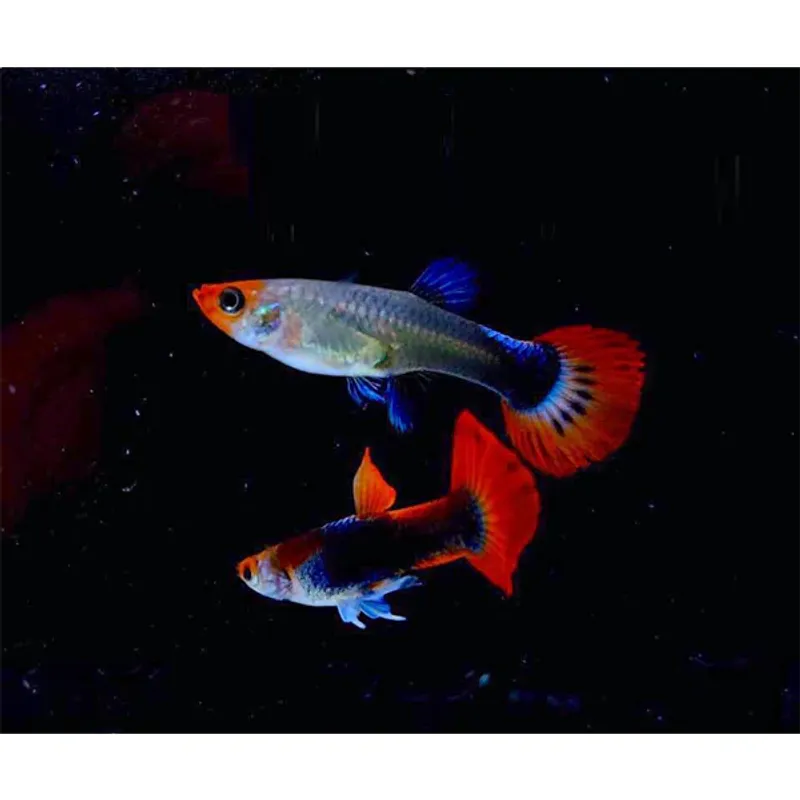 Poecilia Reticulata  Guppy Koi Tuxedo Par 