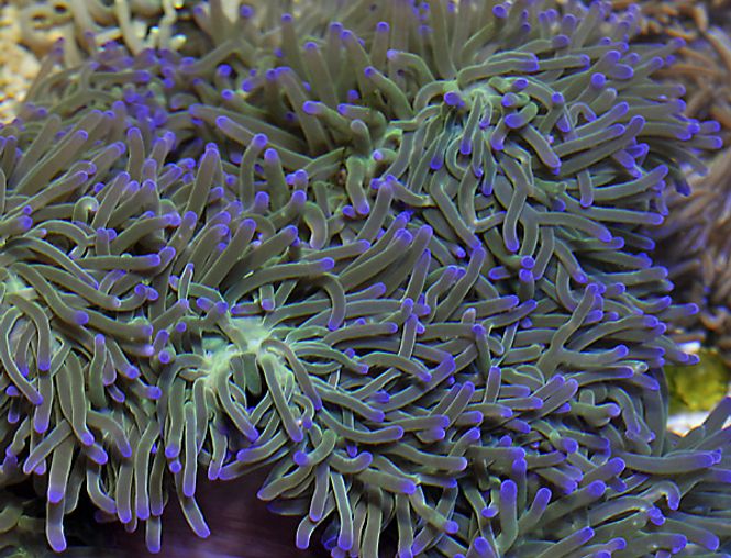 Hovedbilde Heteractis  magnifica